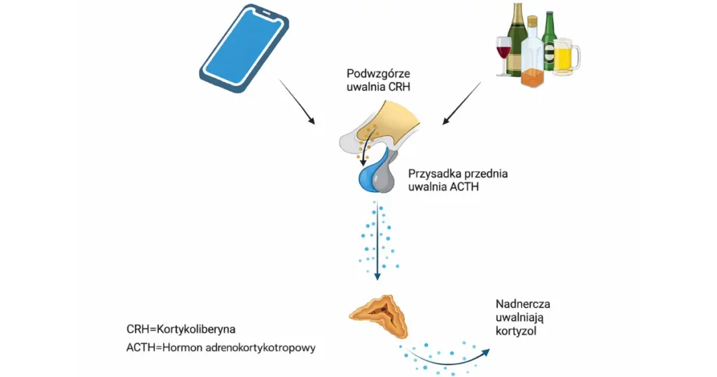 Schemat osi podwzgórze-przysadka-nadnercza pod wpływem smartfona i alkoholu